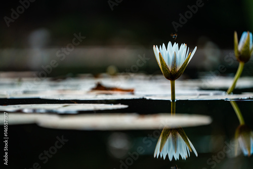 A single lily flower floats gracefully in a still pond, its soft petals glowing in gentle light; sharp focus highlights the delicate details against the calm, reflective water