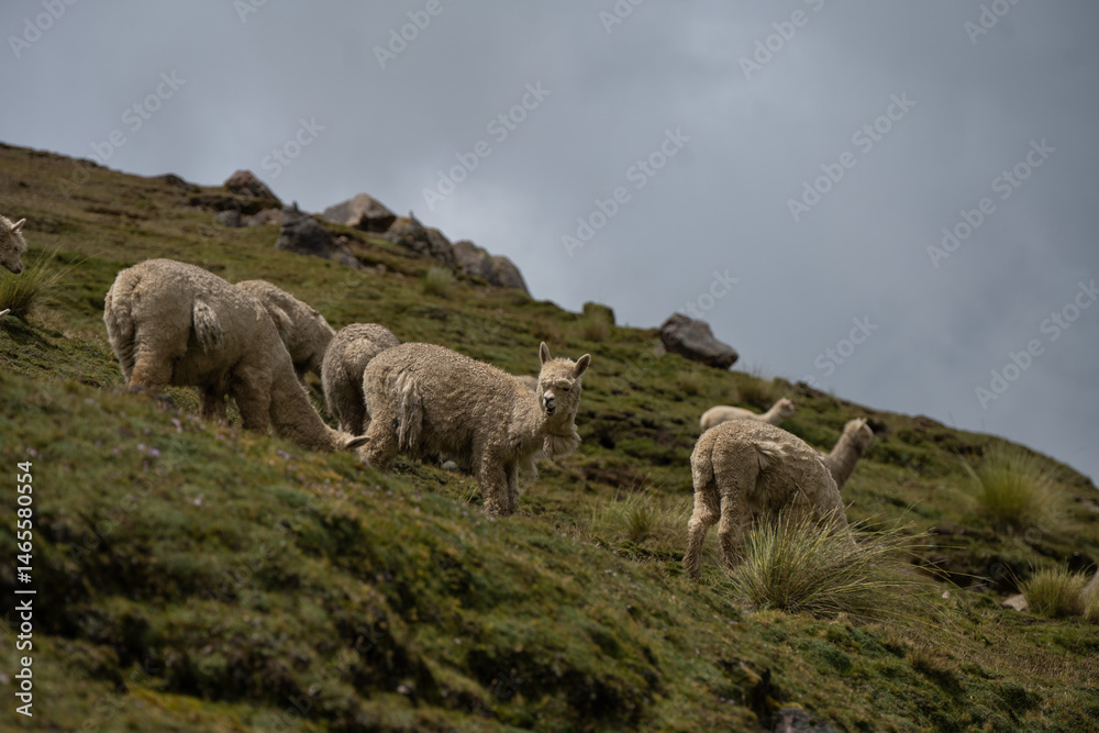 Fototapeta premium Alpaca in the Ausangate region of Peru