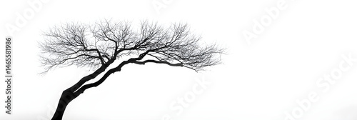 Elegant Simplicity: The Traced Outline of a Majestic Tree