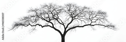 Elegant Simplicity: The Traced Outline of a Majestic Tree