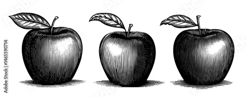 Apples in Woodblock Print Style, Black and White with Cross-hatching, Representing Healthy Food or Vintage Illustration