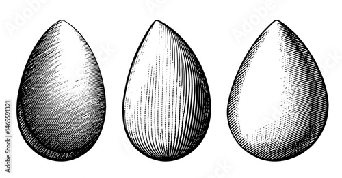 make up sponge Engraved Hatching Style, Black and White