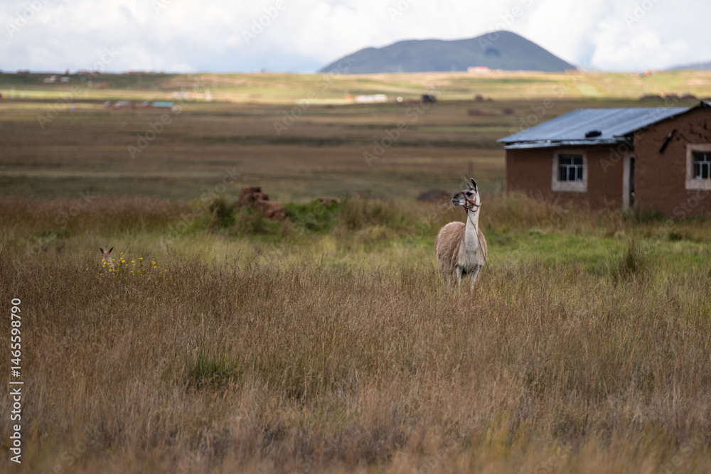 Fototapeta premium Alpacas grazing along the roadside en route to Puno, Peru