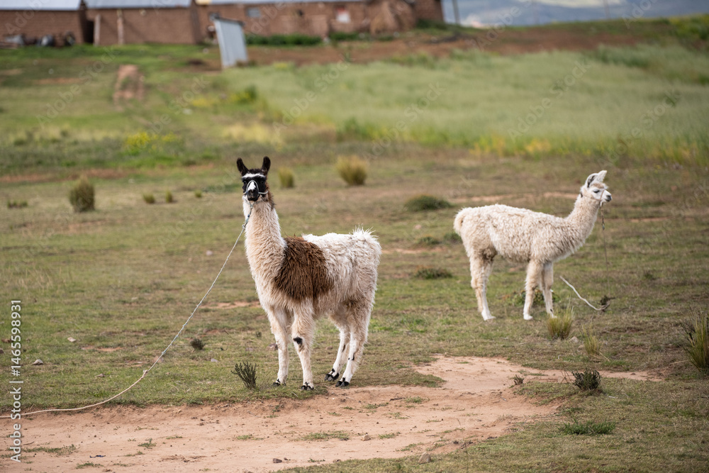 Obraz premium Alpacas grazing along the roadside en route to Puno, Peru
