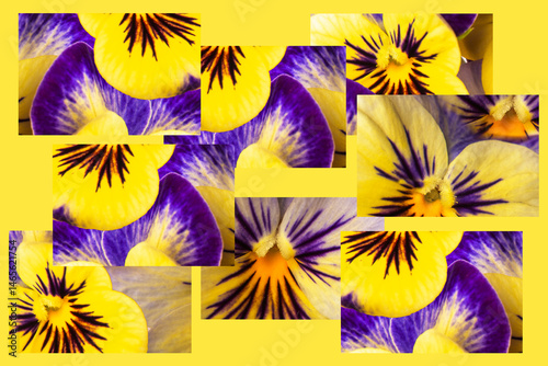 collage of wild violets yellow and blue