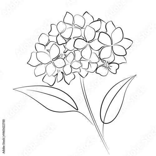 Hydrangea flower continuous line art drawing isolated on white background. Flowers with leaves. Hydrangea branch contour simple vector illustration. Beautiful floral bouquet.