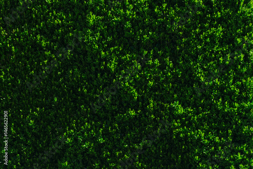 Textural image of a bush with small leaves
