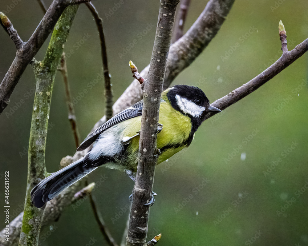 Naklejka premium Great Tits in the rain at Hauxley Nature Reserve, Northumberland, Spring 2025
