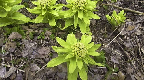 Butterburs growing on the forest floor