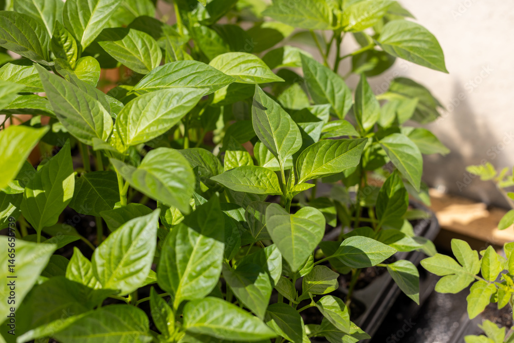Obraz premium Young pepper plants growing in seed tray on balcony garden