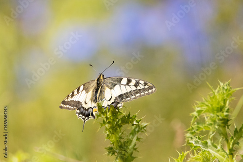 Posada en un cardo una Mariposa Papilio machaón