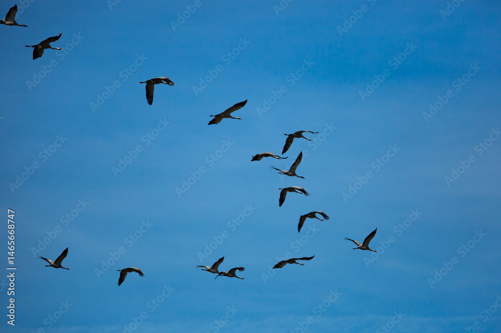 Birds in flight. Flock of cranes returning from warm lands in blue spring sky.. Birds in flight. Flock of cranes returning from warm lands in blue spring sky..
