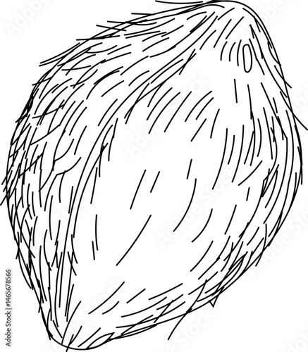 Whole coconut unopened hand-drawn coconut sketch vector illustration