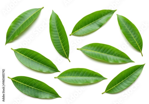 Arrangement of several green mango leaves isolated on white background
