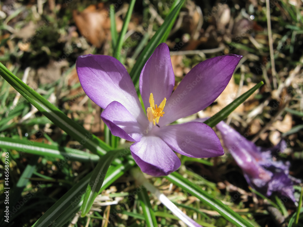Purple Early Crocus Flower Closeup Purple Early Crocus Flower Closeup