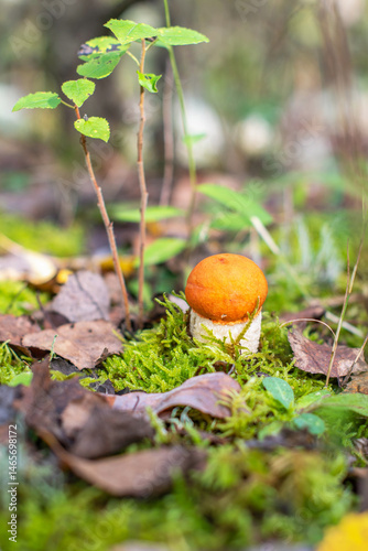 Beautiful young aspen mushroom with a bright orange cap grows in green moss among fallen aspen leaves in an autumn forest, creating a picturesque natural picture,