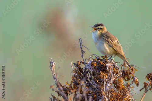 Schilfrohrsänger (Acrocephalus schoenobaenus) sedge warbler