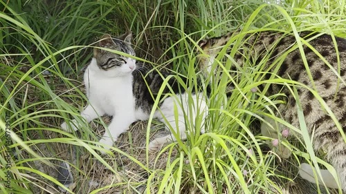 Cats playing and frolicking in the grass