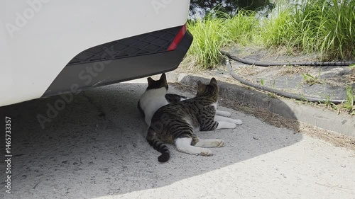 A cat resting and spending leisurely time under a car