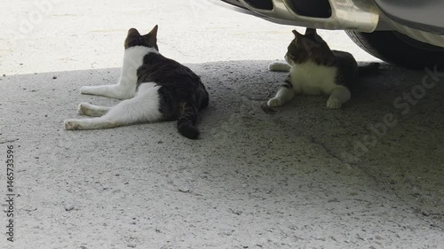 A cat resting and spending leisurely time under a car