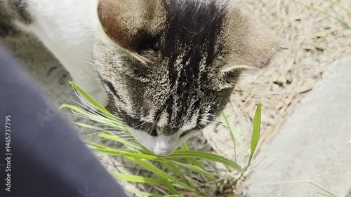 A cute cat eating grass while playing happily