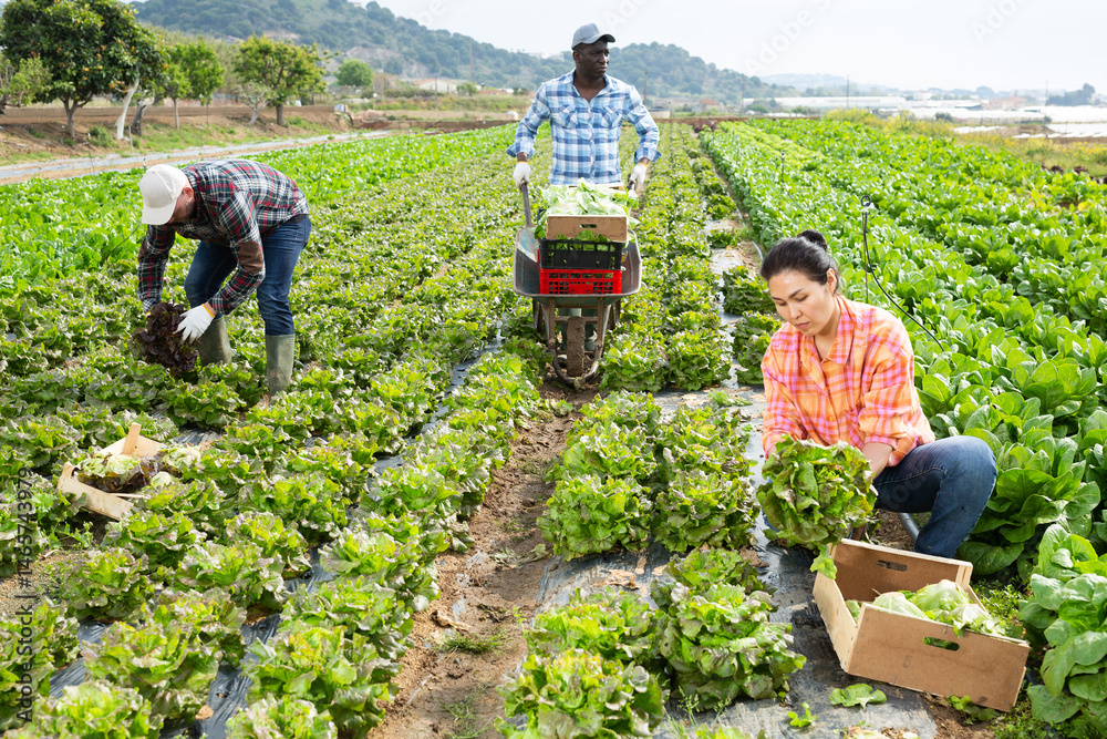 Focused male and female farm workers picking organic green lettuce in agricultural field on sunny spring day..