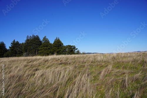 grass and blue sky