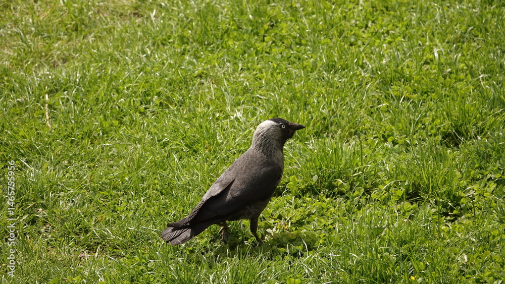 Obraz premium Kawka szukająca pożywienia