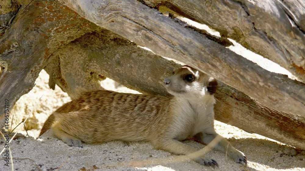meerkat on the rock