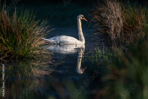 Fototapeta Naklejka Na Ścianę i Meble -  Adult white swan in the water near the reeds.
