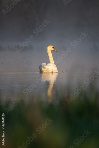 Fototapeta Naklejka Na Ścianę i Meble -  An adult swan swims on the surface in the morning mist.
