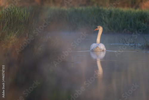 Fototapeta Naklejka Na Ścianę i Meble -  An adult swan swims on the surface in the morning mist.
