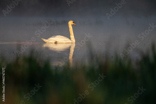 Fototapeta Naklejka Na Ścianę i Meble -  An adult swan swims on the surface in the morning mist.
