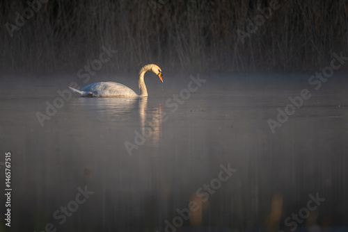 Fototapeta Naklejka Na Ścianę i Meble -  An adult swan swims on the surface in the morning mist.
