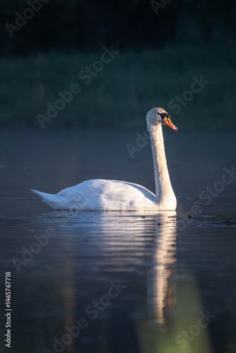 Fototapeta Naklejka Na Ścianę i Meble -  An adult swan swims on the surface in the morning mist.
