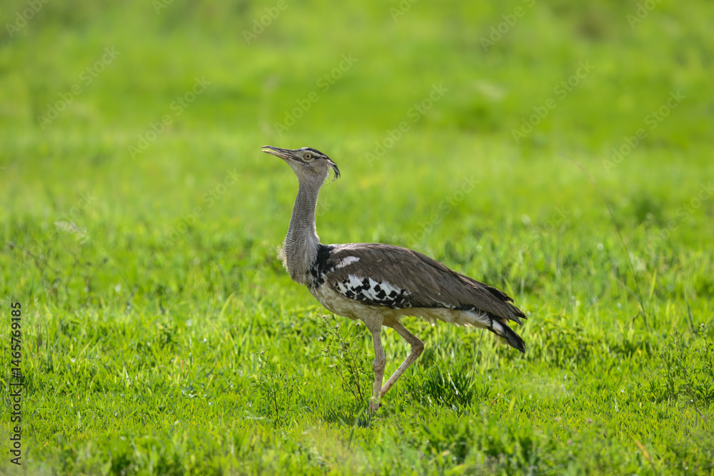 A Kori Bustard strides through lush green grass, its large size and speckled plumage standing out in the open field A Kori Bustard strides through lush green grass, its large size and speckled plumage standing out in the open field