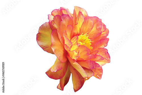 coral peony 