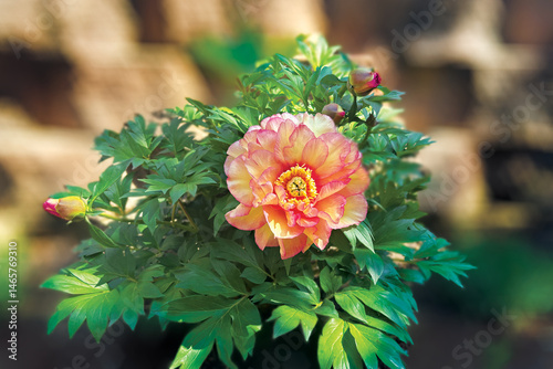 flowers in a garden