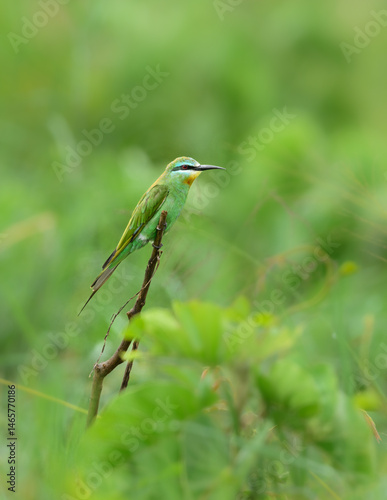 Blue-cheeked Bee-eater perched on a slender twig, glowing with green and turquoise plumag
