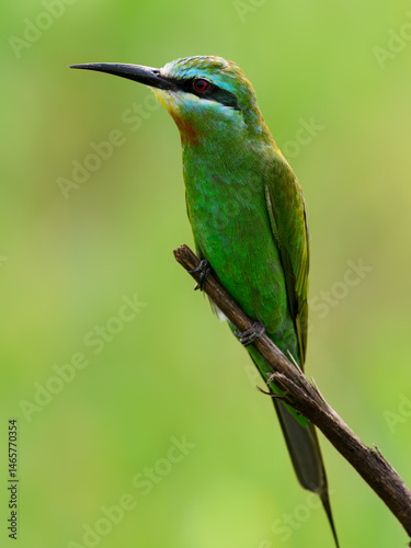 Blue-cheeked Bee-eater perched on a slender twig, glowing with green and turquoise plumag