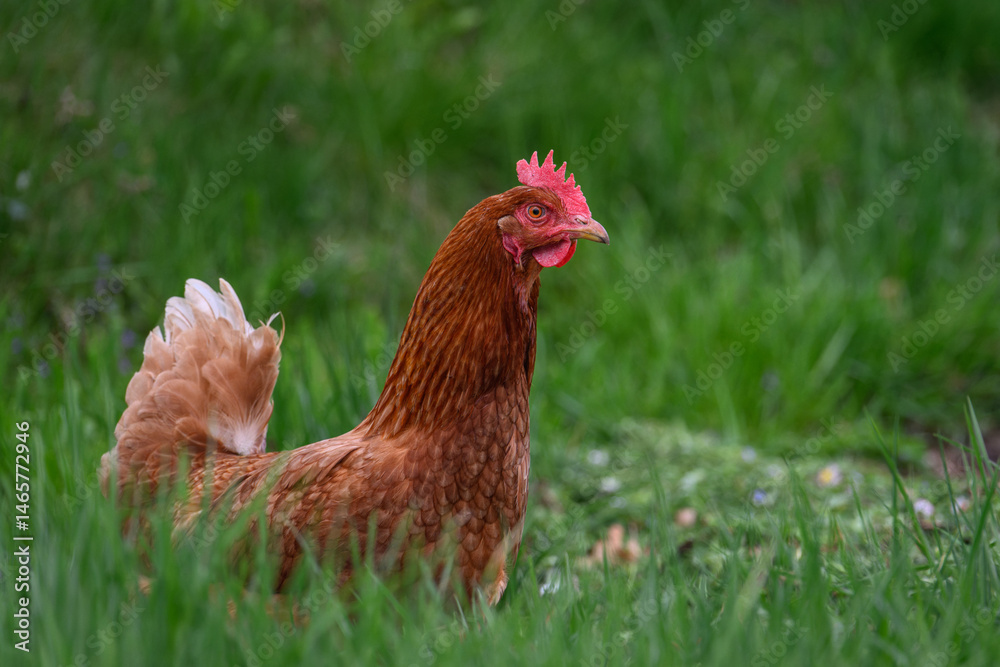 Fototapeta premium Brown hen in tall green grass. 