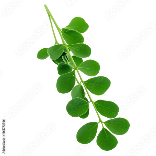Vibrant green moringa leaf branch with small, round leaves arranged symmetrically along slender stem, isolated on transparency background