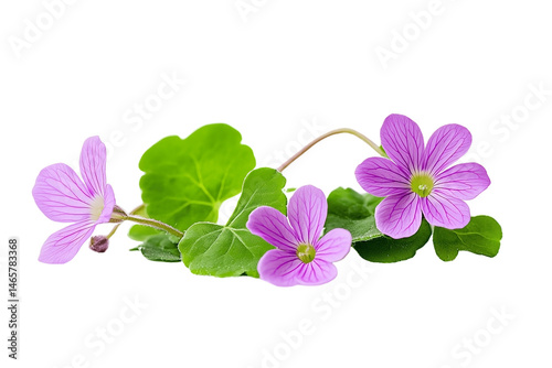 Fresh Brahmi herb with vibrant green leaves