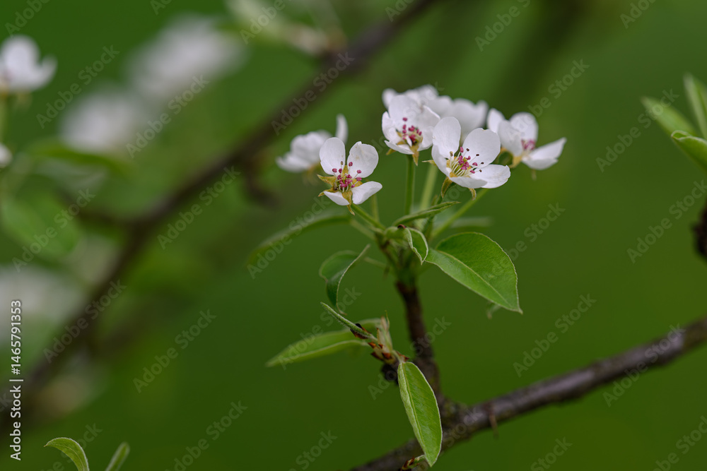 Obraz premium White pear tree flowers on a branch. 