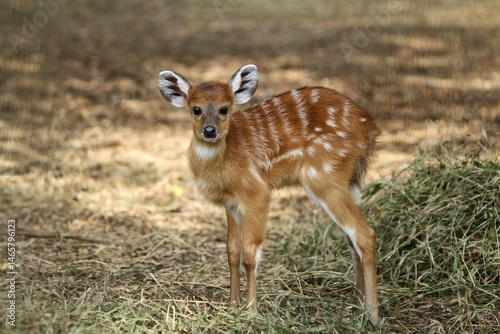Tableau sur toile portrait of a cute sitatunga