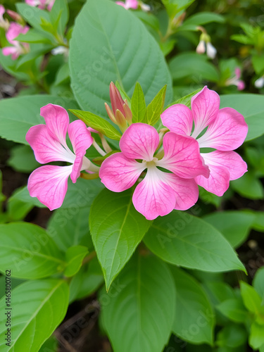 Policeman's helmet flower (Impatiens glandulifera)