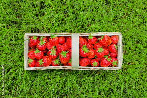Erdbeerkörbchen mit frischen Erdbeeremn auf einer grümen Wiese