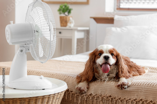 Funny dog and electric fan ...