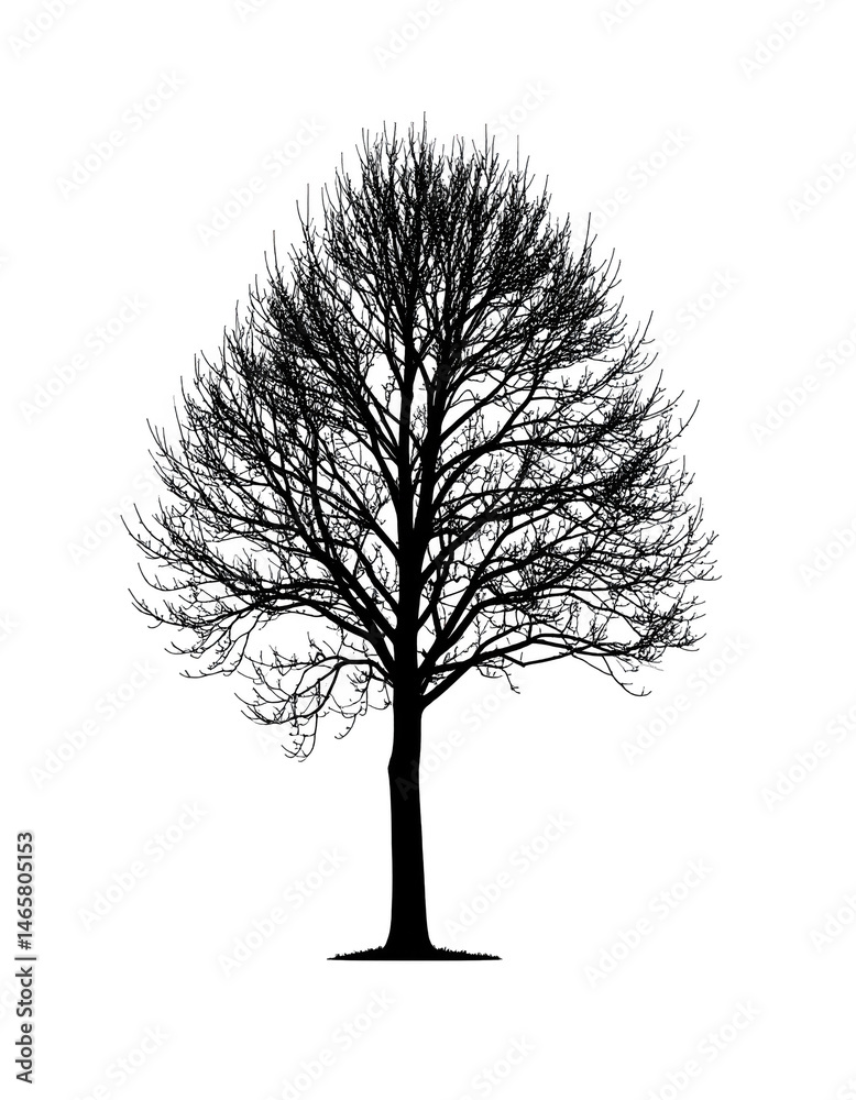 Obraz premium Elegant Silhouette of a Leafless Tree Branches Against a White Background