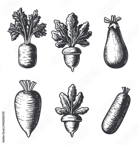 Detailed Hand-Drawn Vector Illustrations of Varieties of Vegetables